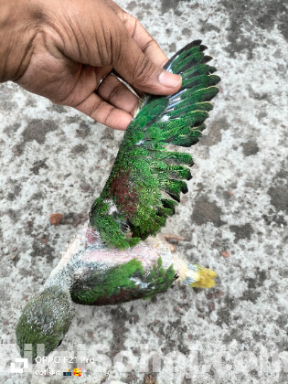 পাকিস্তানী চন্দনা টিয়া